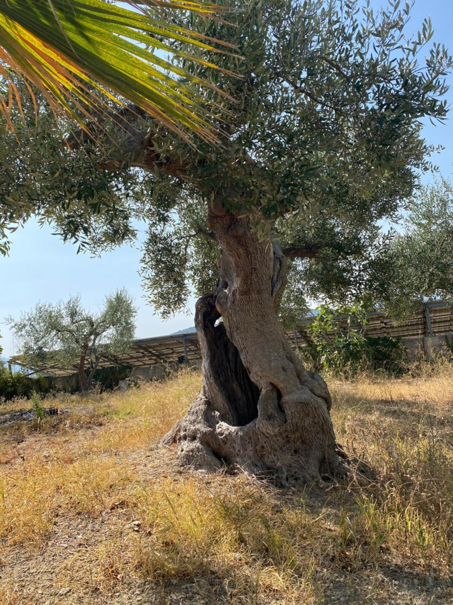 Vittoria Matera
